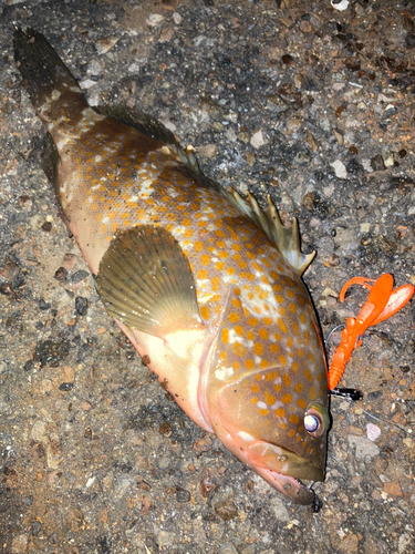 アコウの釣果