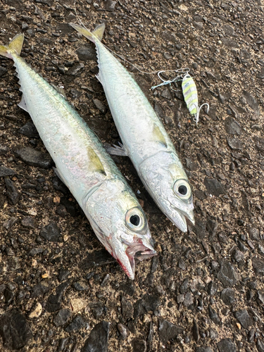 サバの釣果