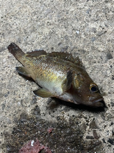 ガヤの釣果