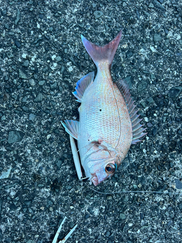 チャリコの釣果