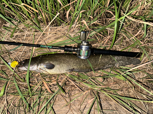 マナマズの釣果