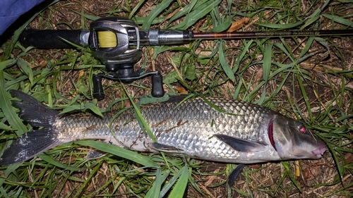 ニゴイの釣果