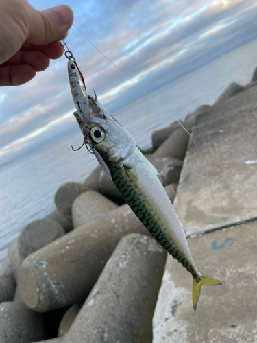 オウゴンムラソイの釣果