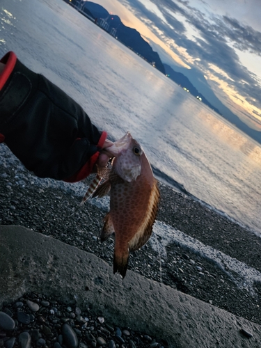 オオモンハタの釣果