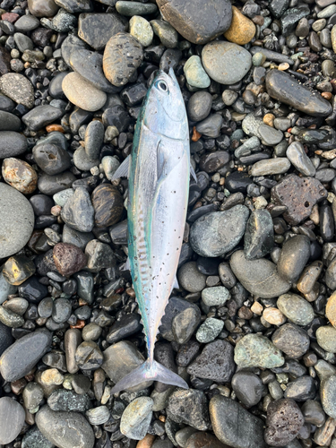 マルソウダの釣果