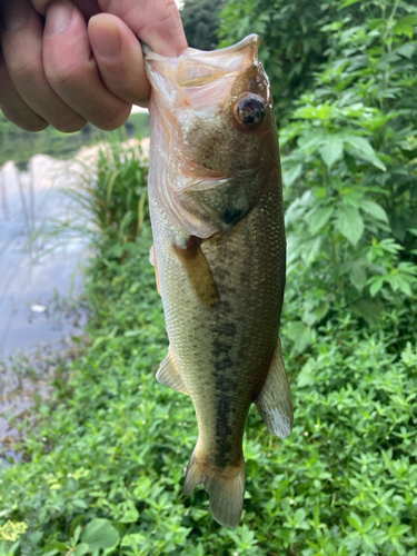 ラージマウスバスの釣果