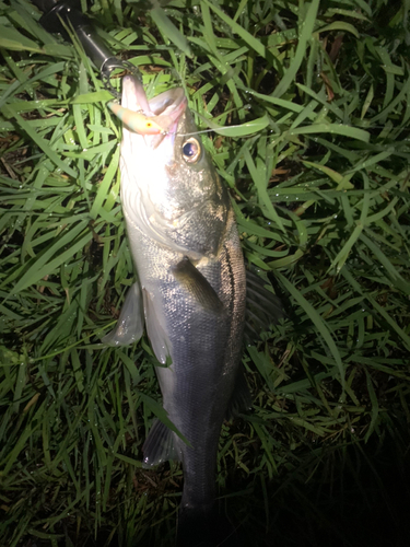 スズキの釣果