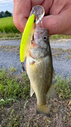 ブラックバスの釣果