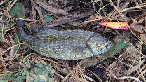 スモールマウスバスの釣果