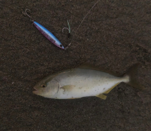 ショゴの釣果