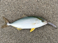 ショゴの釣果