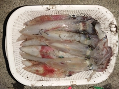 イカの釣果