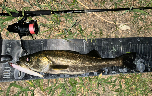 シーバスの釣果