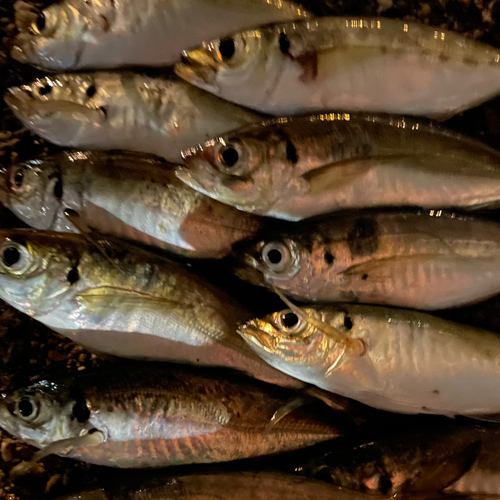 アジの釣果