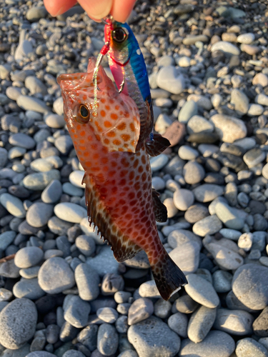 オオモンハタの釣果