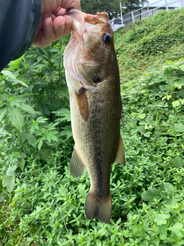 ラージマウスバスの釣果