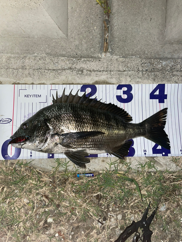 チヌの釣果