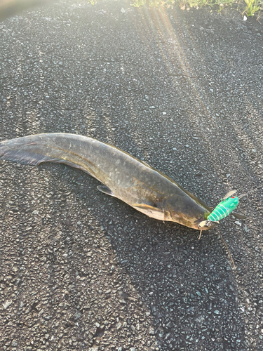 ナマズの釣果