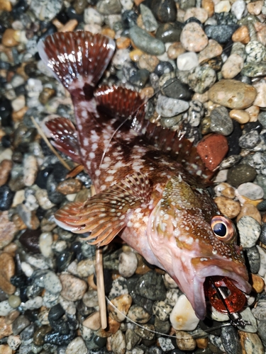 カサゴの釣果