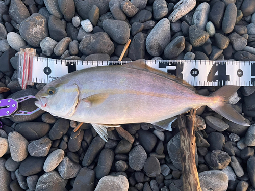 ショゴの釣果