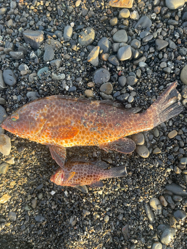 オオモンハタの釣果