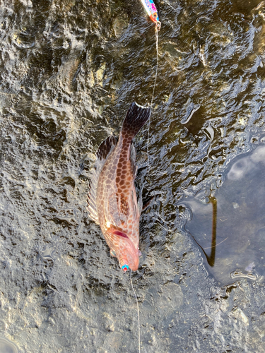 オオモンハタの釣果