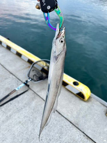 タチウオの釣果