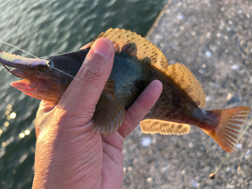 アイナメの釣果