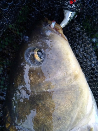 コイの釣果