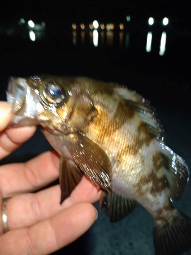 メバルの釣果