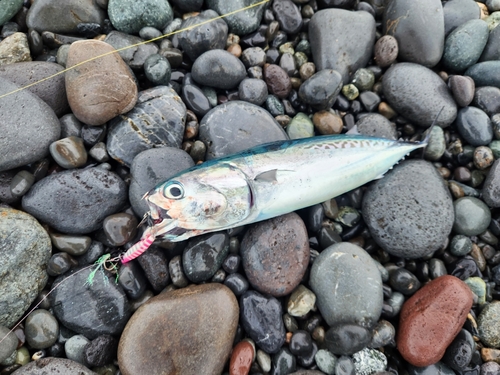 ソウダガツオの釣果