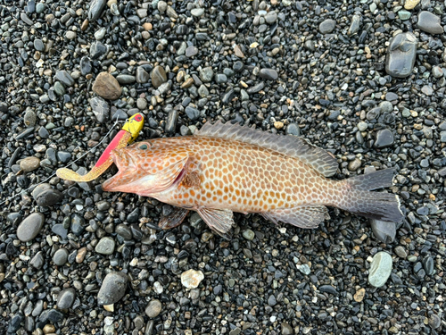 オオモンハタの釣果