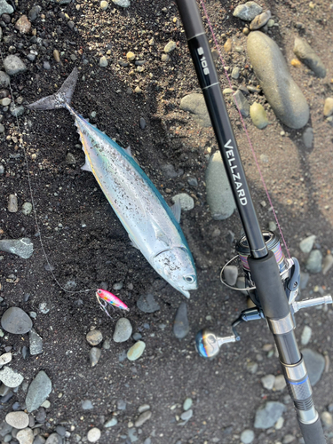 カツオの釣果