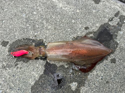 ケンサキイカの釣果