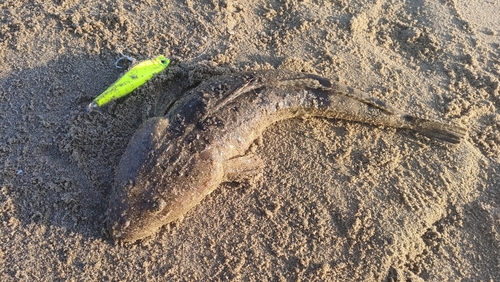 マゴチの釣果