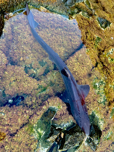 サメの釣果