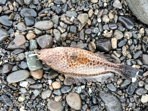 オオモンハタの釣果