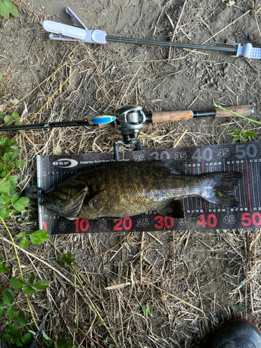 スモールマウスバスの釣果