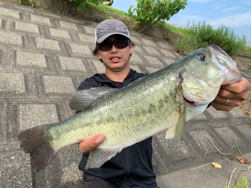 ブラックバスの釣果