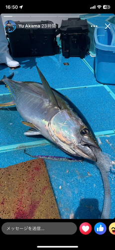 キハダマグロの釣果