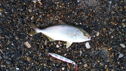 ショゴの釣果