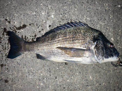 クロダイの釣果