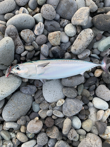 ソウダガツオの釣果