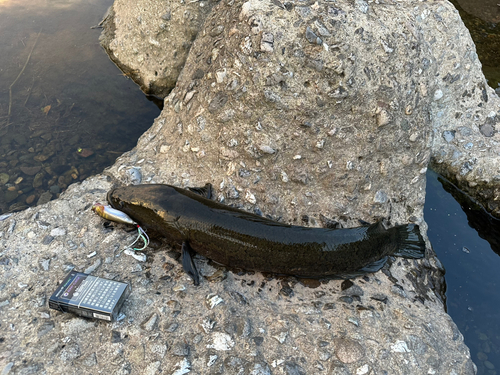 ライギョの釣果