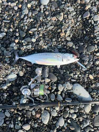 ソウダガツオの釣果