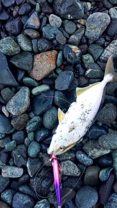 ショゴの釣果