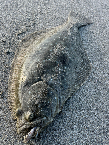 ソゲの釣果