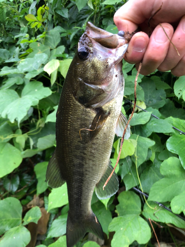 ブラックバスの釣果