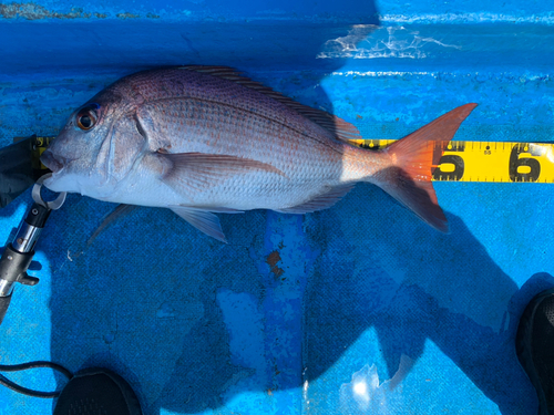 マダイの釣果