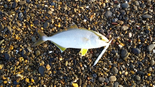 ショゴの釣果